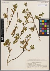 Foto von Salix chlorostachya Turcz.